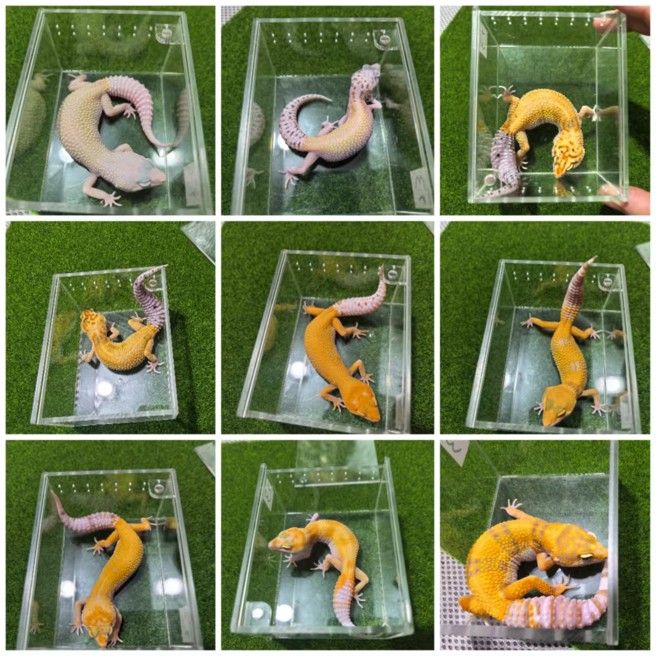 Z组豹纹守宫蜥蜴新手入门可爱温顺易养活体宠物