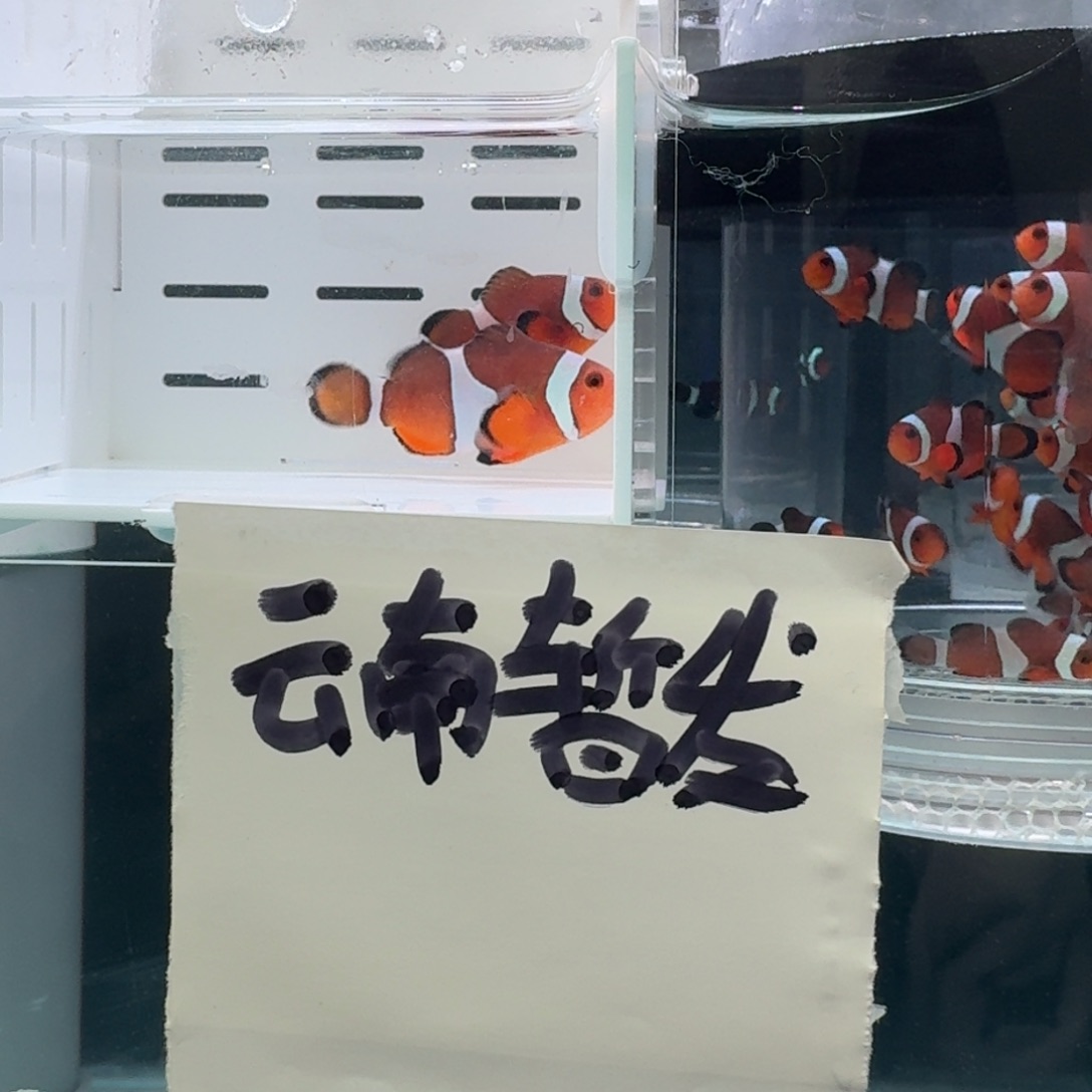 海水鱼4.5+配5黑边公子一对