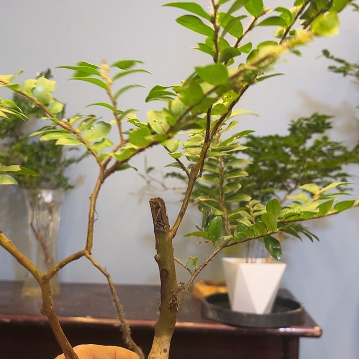 勿*我美男树等花卉品种在国内