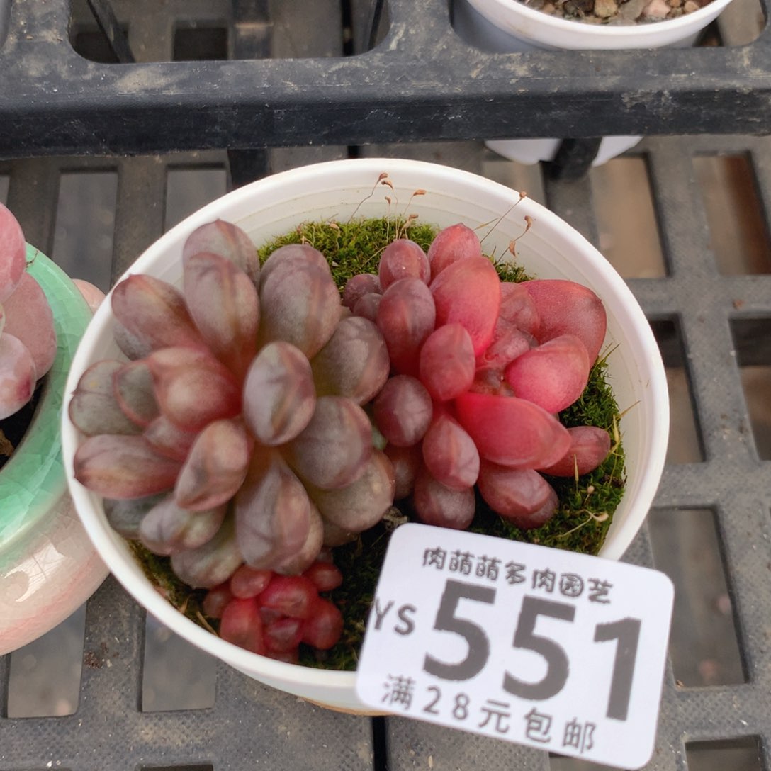 肉萌萌精控拇指盆多肉YS551