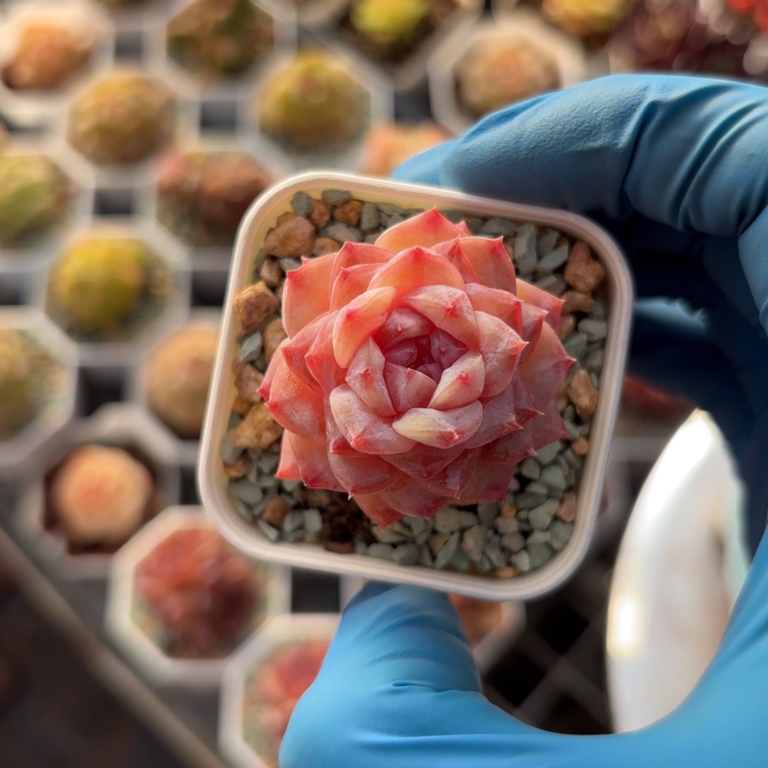 紫粉糖心一物一拍