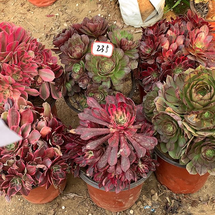 组合六棵多肉植物235