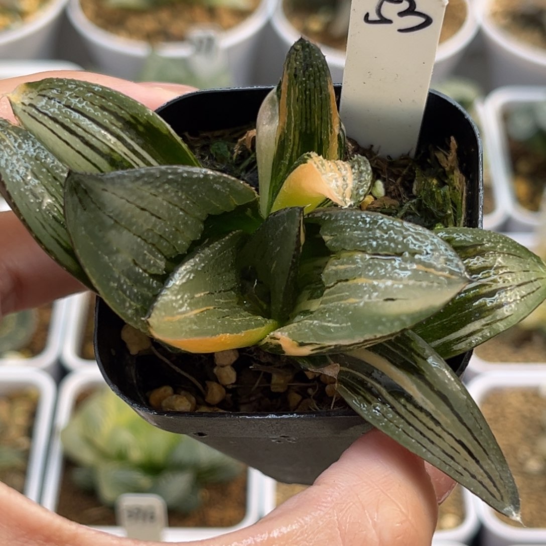 53巨大化茜云芭提雅锦带仔（有伤介意勿拍）福利专场