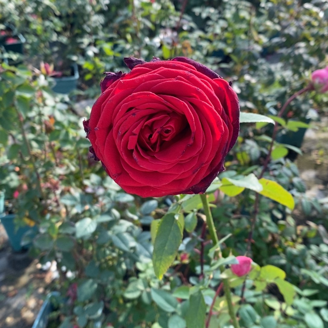 无花朵玫瑰黑丝绒土球