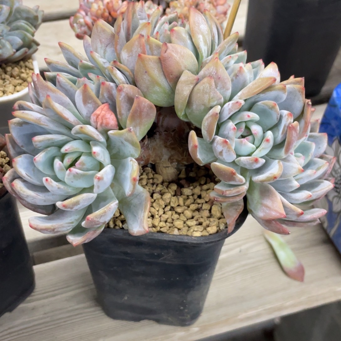 石榴子星影七头朵朵缀