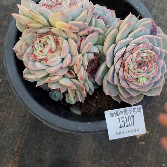 皇**馨天鹅绒15107多肉