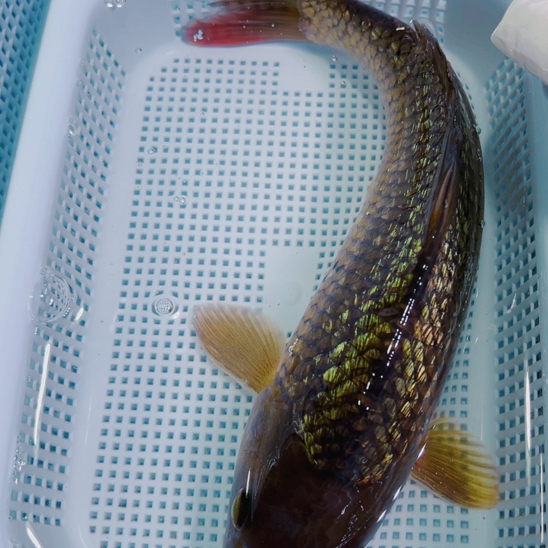 锦鲤锦鲤冷水鱼观赏