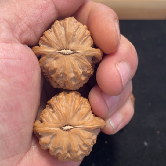 把件文玩核桃35白狮子