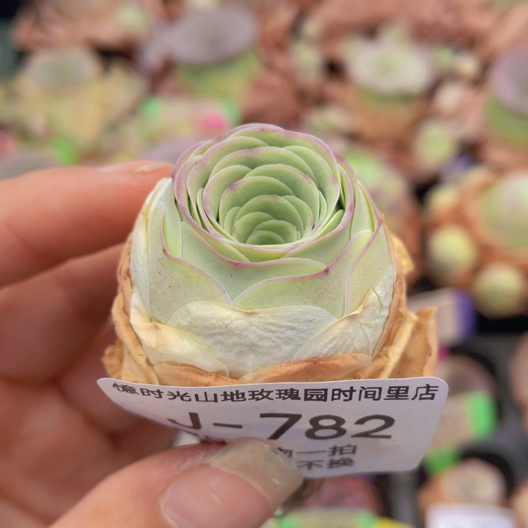 山地玫瑰紫樱J782