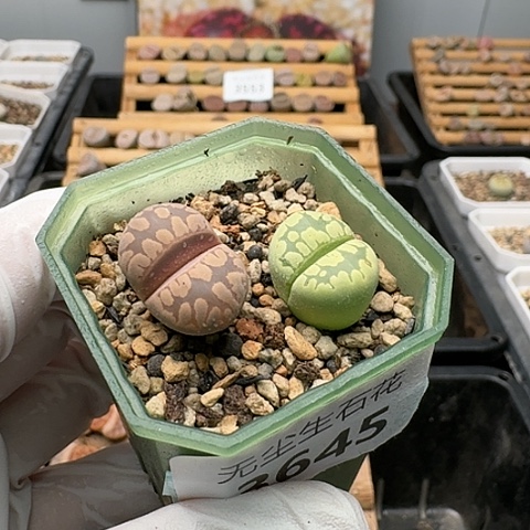 3645，云窗大津汇大牙