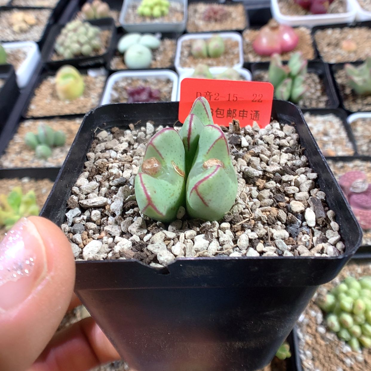 【闪购商品】2-15-22 少将肉肉 22