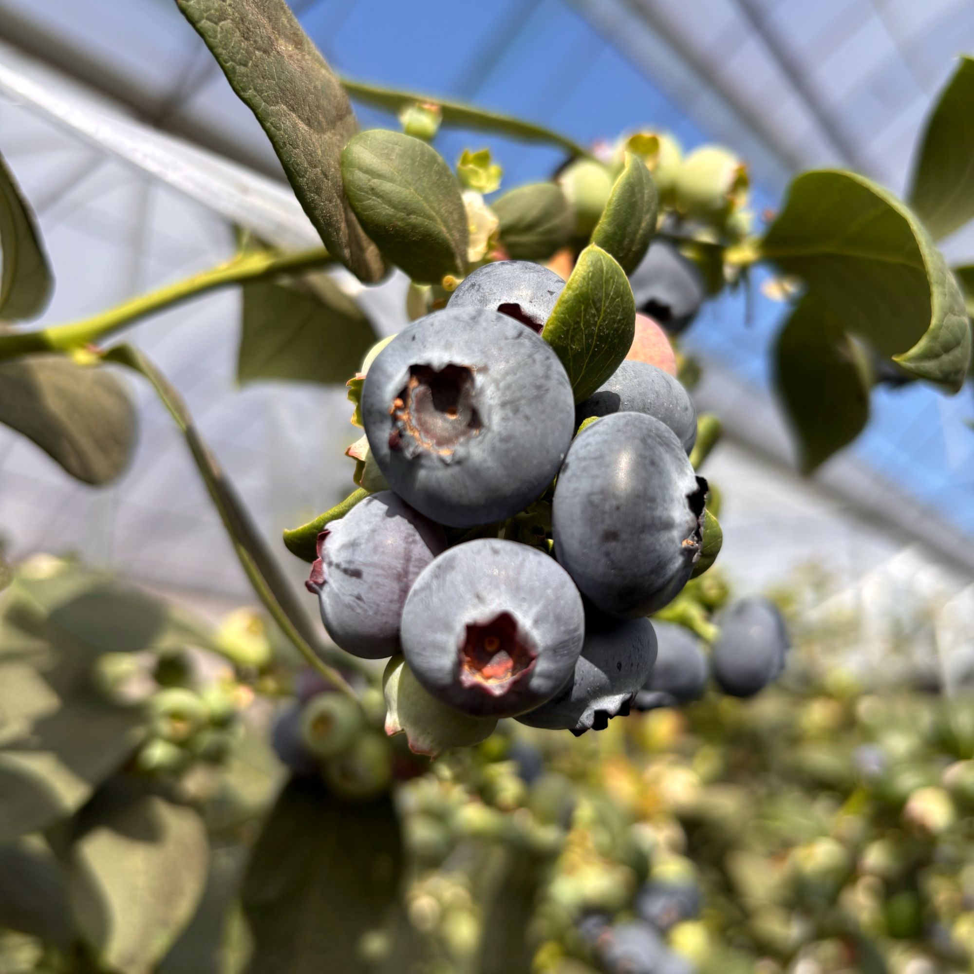 花香蓝莓云南蓝莓17-21mm 500g新鲜云南省