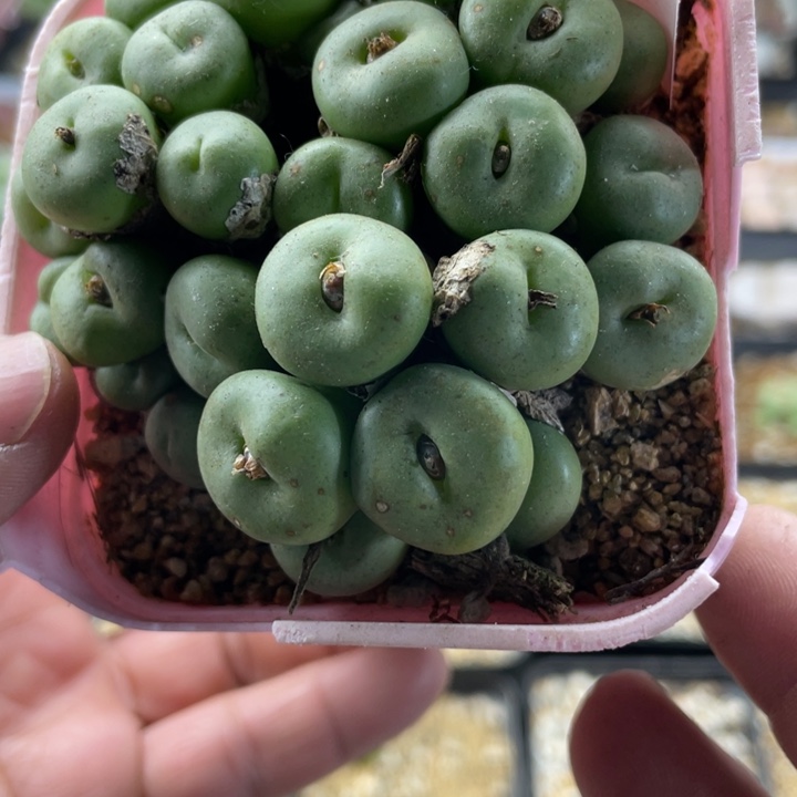 佳人园艺上福利啦嘟嘟嘴482