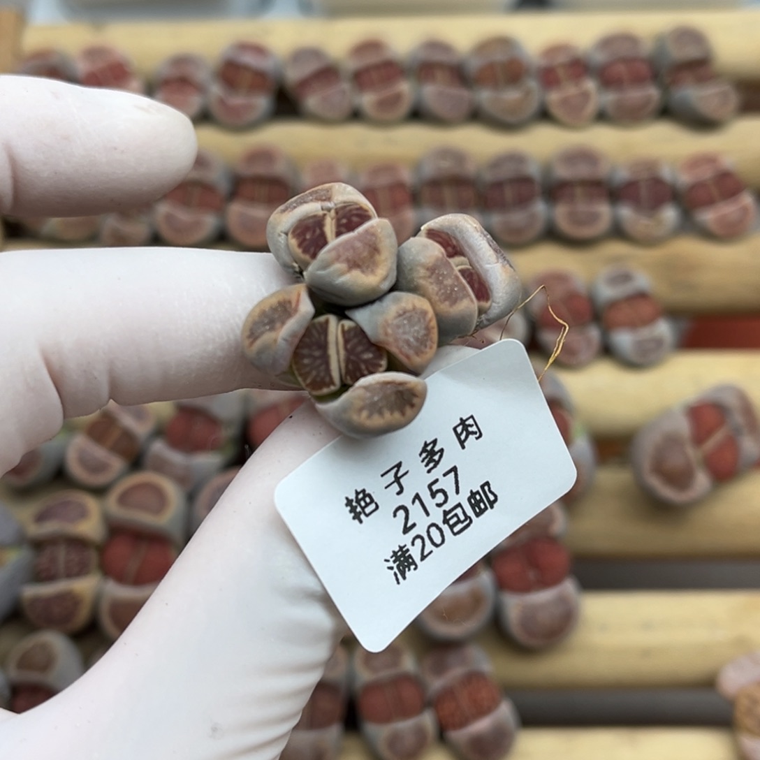 2157号一棵三头血管菊