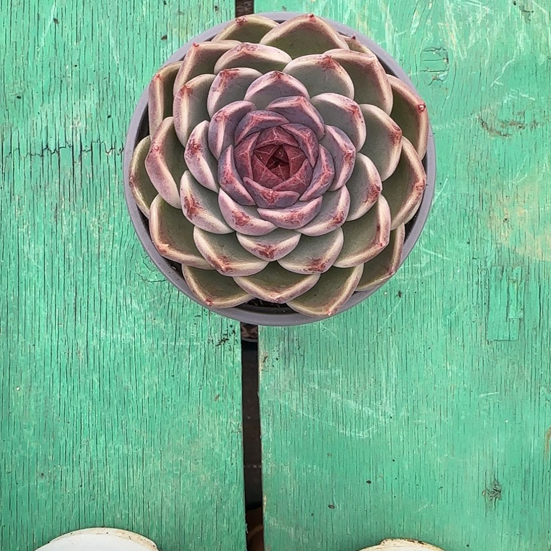 黄***瓜1颗发货。         