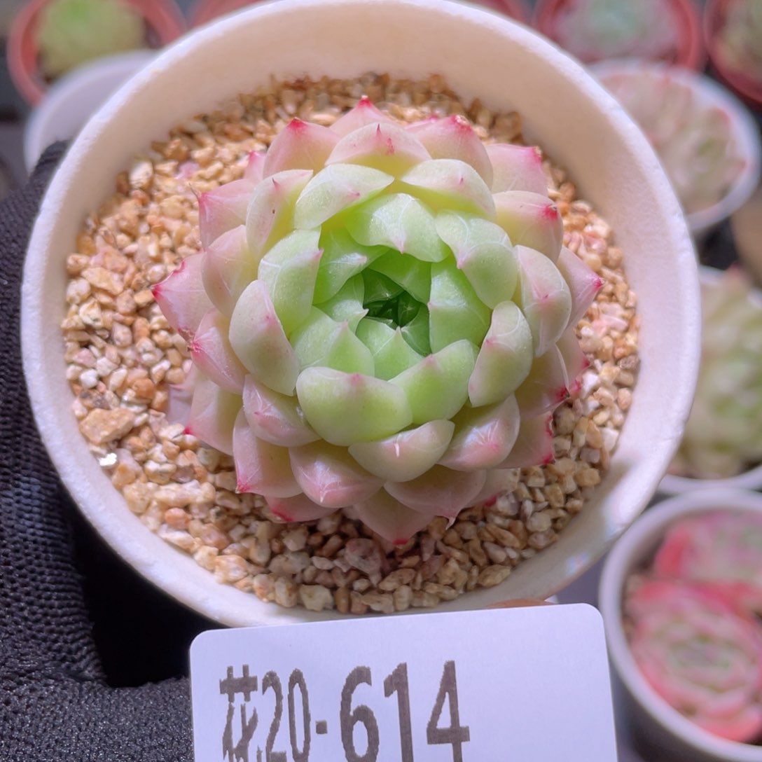 花利美20-614清浅