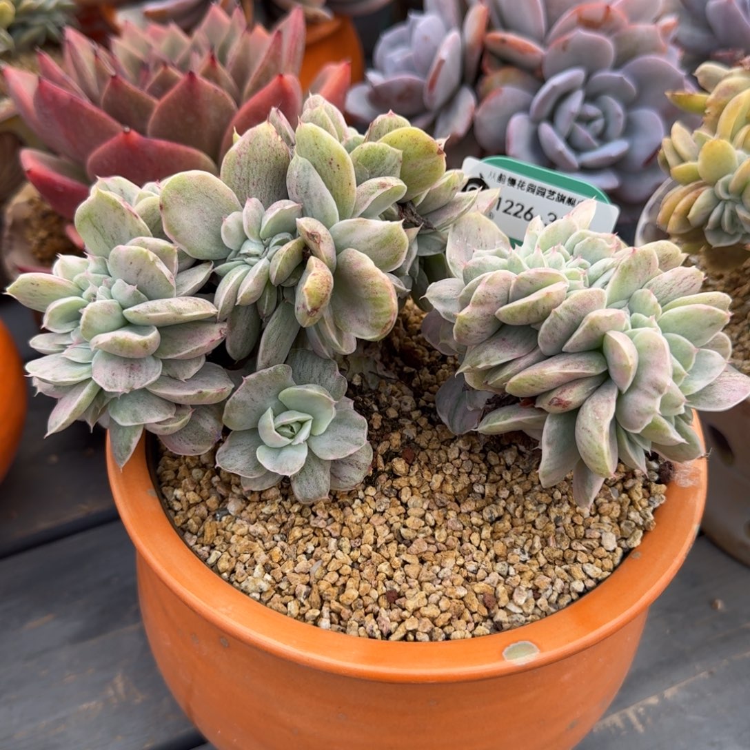 从前慢多肉精选编号1226.35