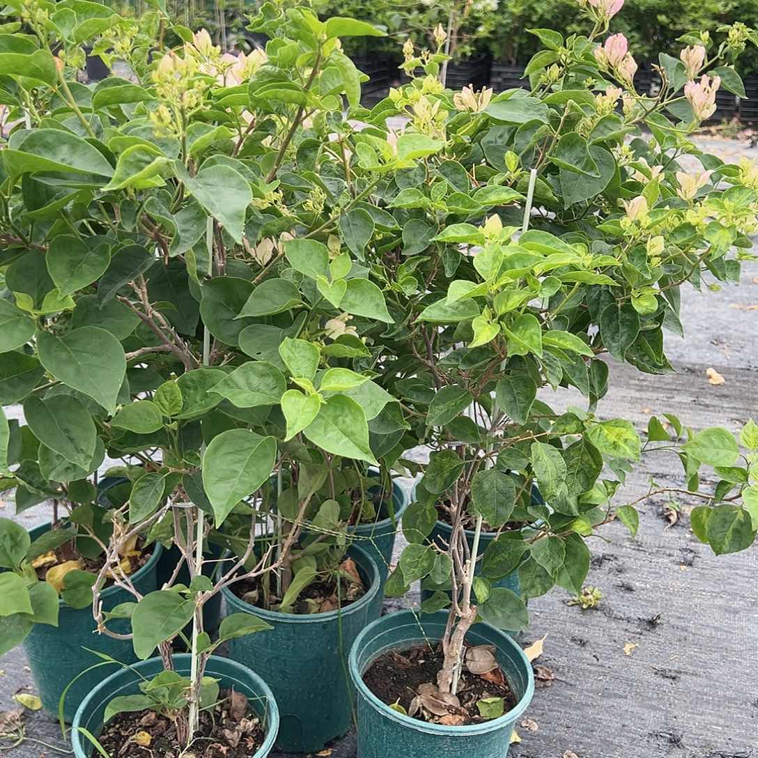 当前无花栽培后可以开花五宝一棵