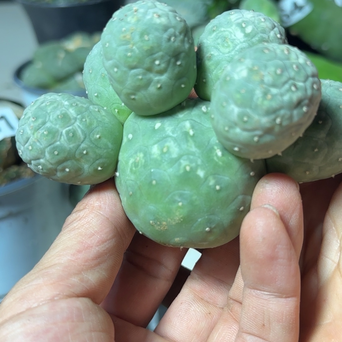 无花朵落地7头进口圆球龙鳞