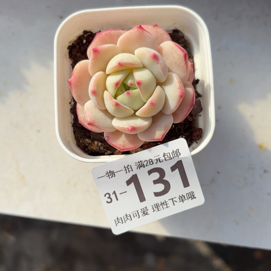 白底香草无盆土发货