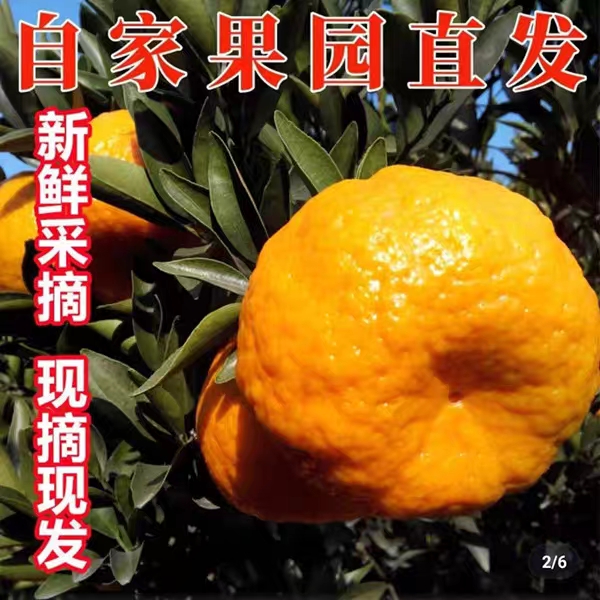 云南高山碰柑丑橘新鲜香甜多汁应季手剥水果柑橘