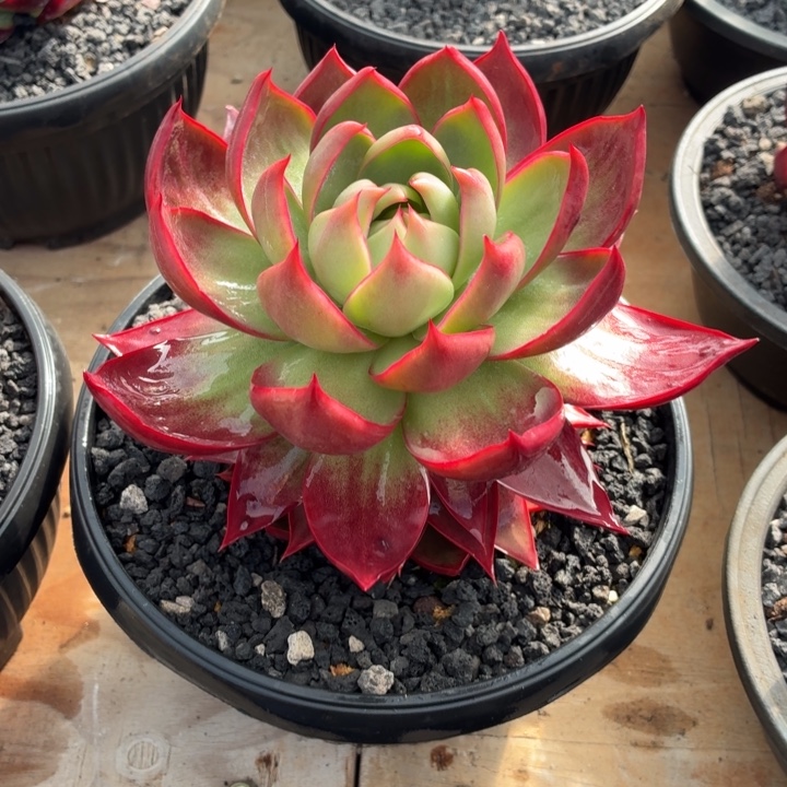 S***）多肉植物惊鸿仙子