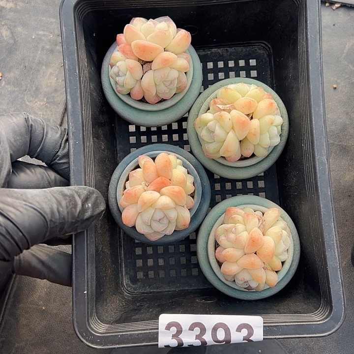 3393，四个三头冰玉带盆发