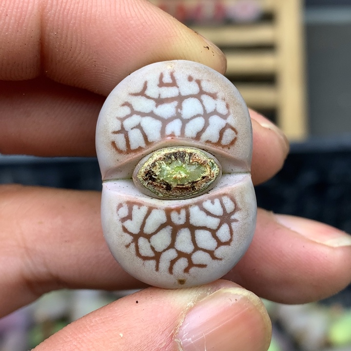 精品多肉植物大战僵尸先生