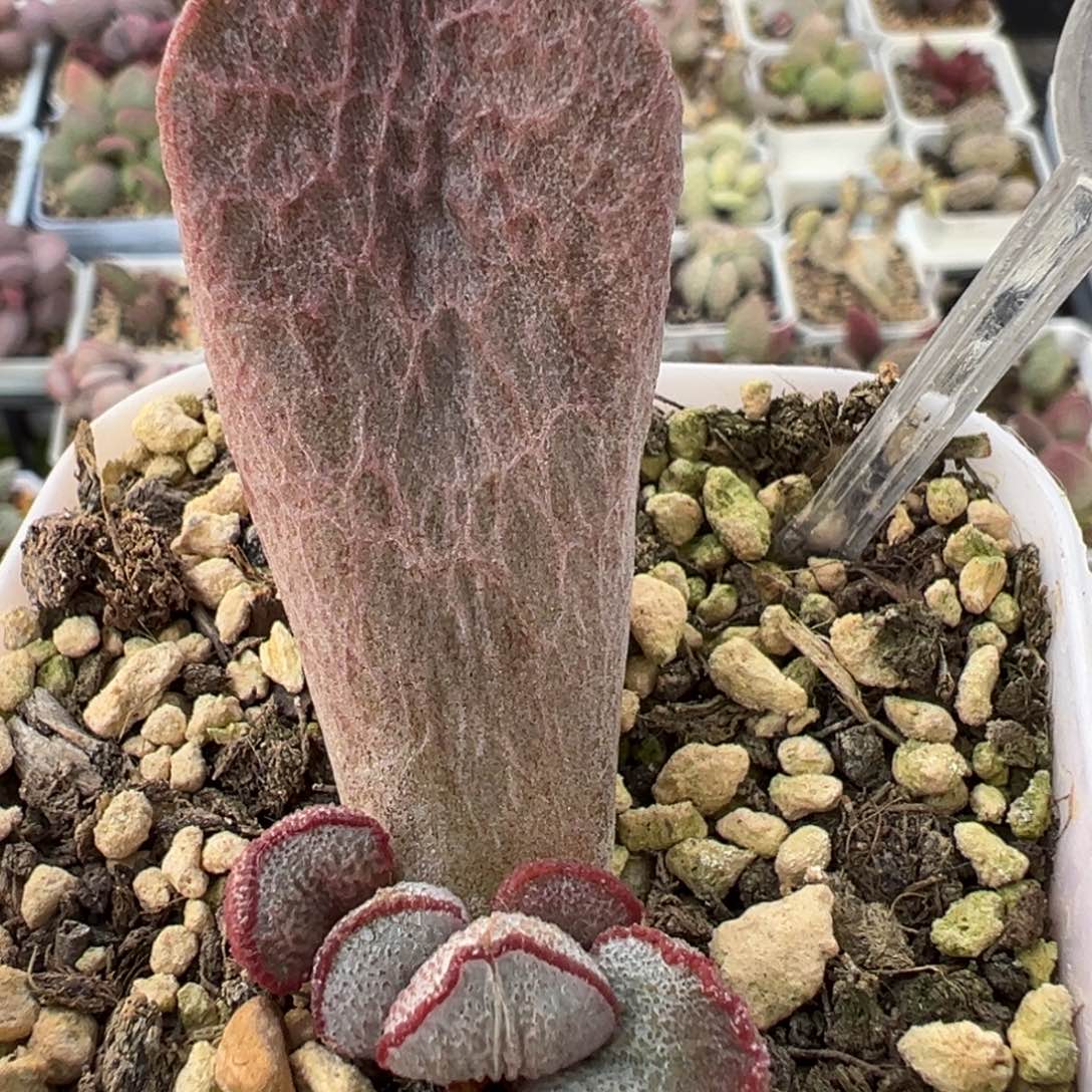 实生新底叶苗纹路款多肉植物