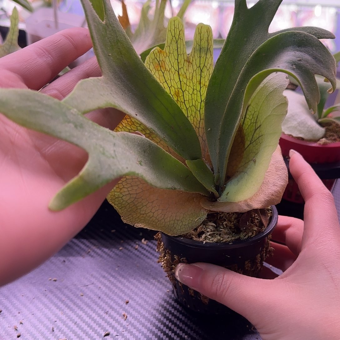 黄月鹿角蕨孢子苗