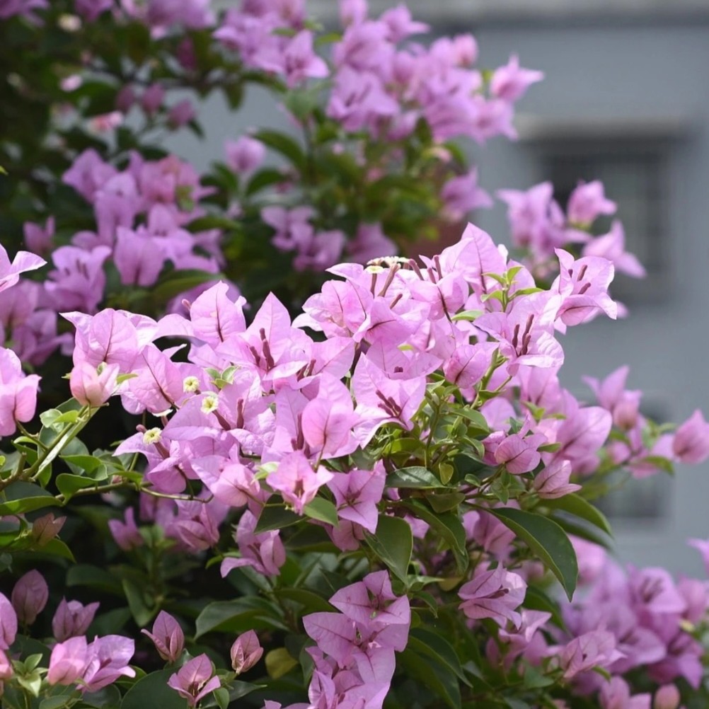 【巴西紫】三角梅可爬藤阳台庭院客厅好养不带花