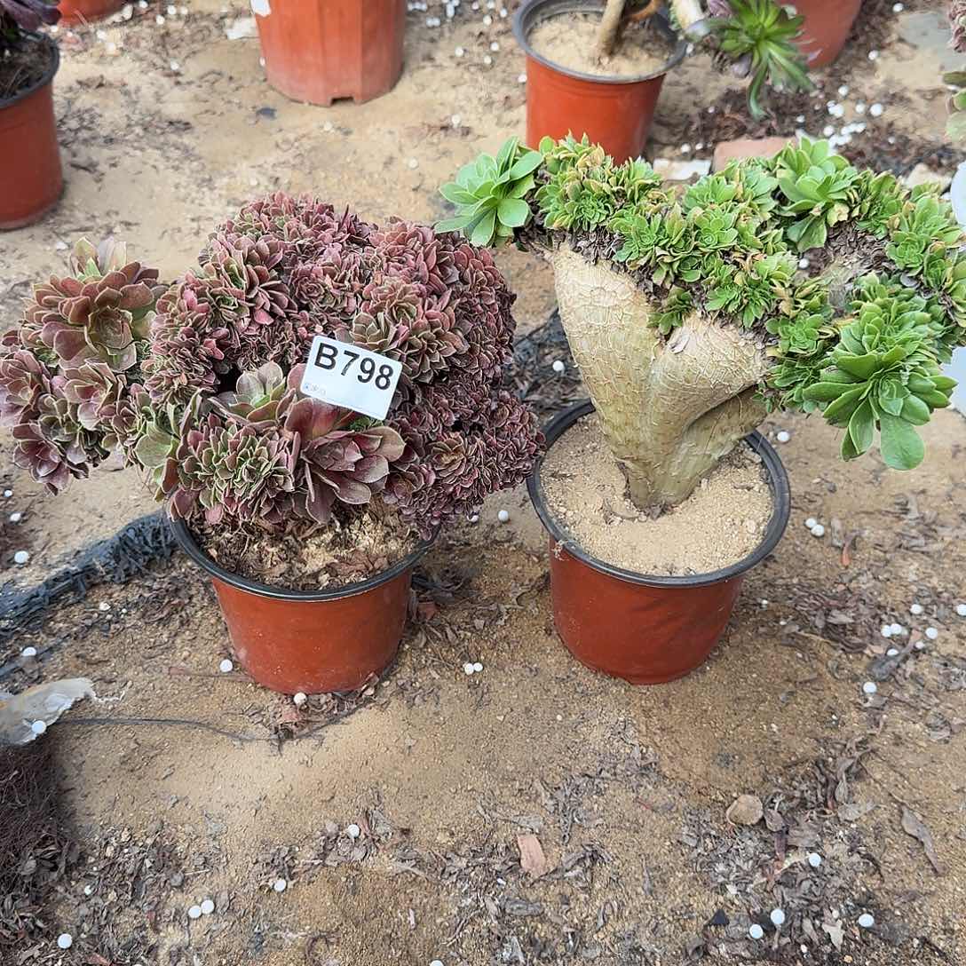 798火玫瑰绿缀共2颗微瑕