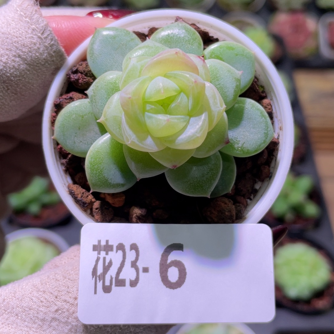 花利美23-6冰蕊单头