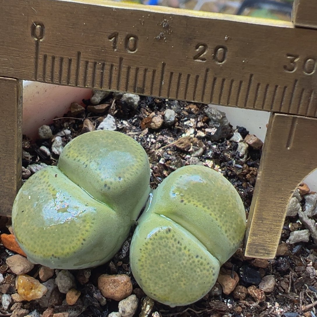 芥末绿碧琉璃多肉