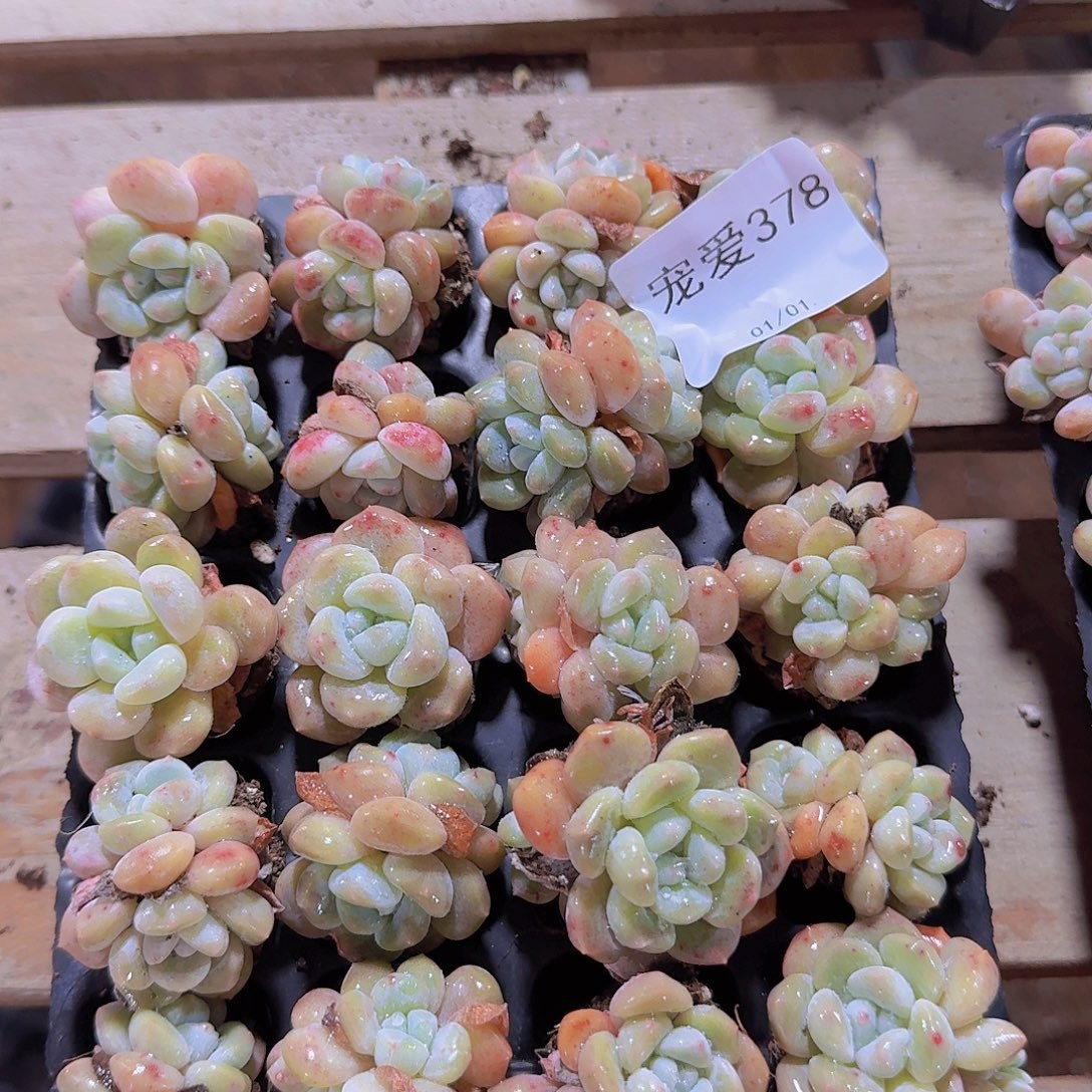 直播福利一物一拍378