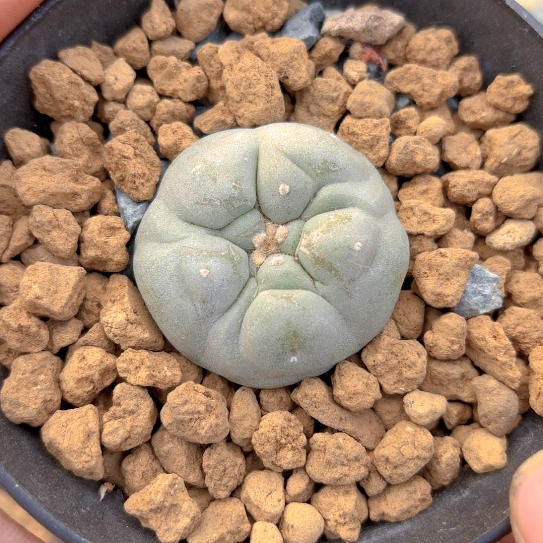 G346g g g g g g g g