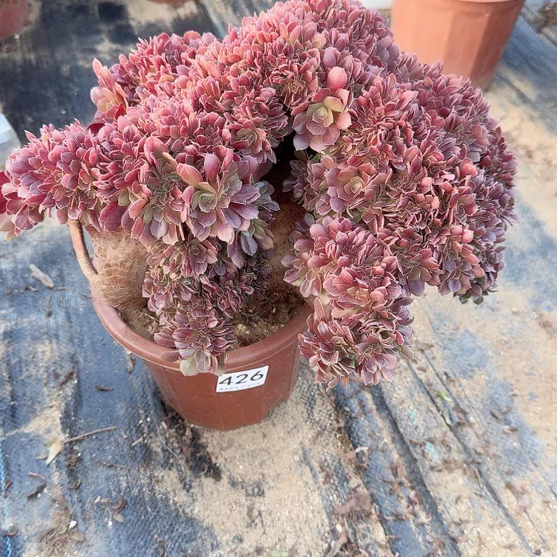 426玫瑰有伤一颗呀呀