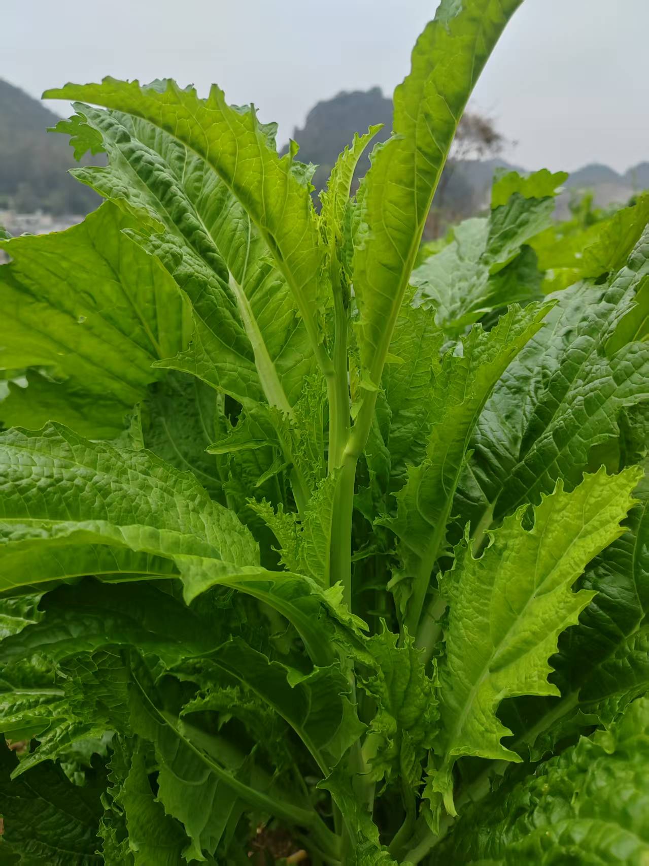 贵州新鲜现摘青菜苔苦青菜当季时令可做冲菜酸菜的蔬菜