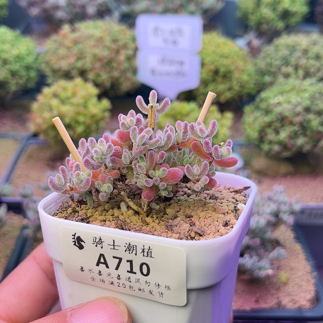 710优选冰晶枝干多肉