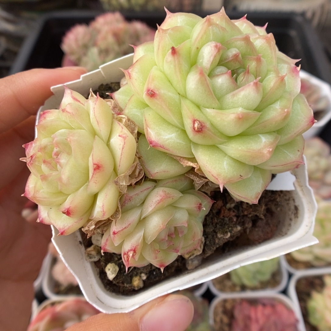 麦秆群生714号。     