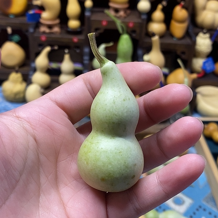 青皮本捻葫芦全品