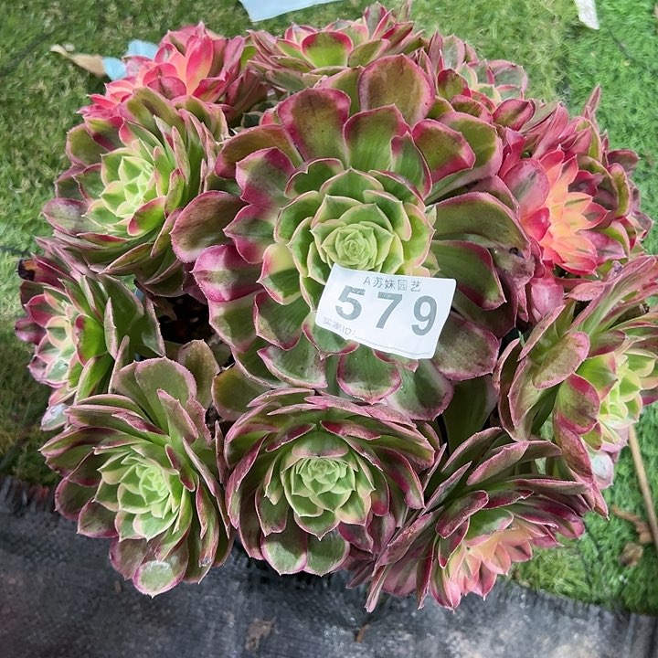 579西施多肉植物