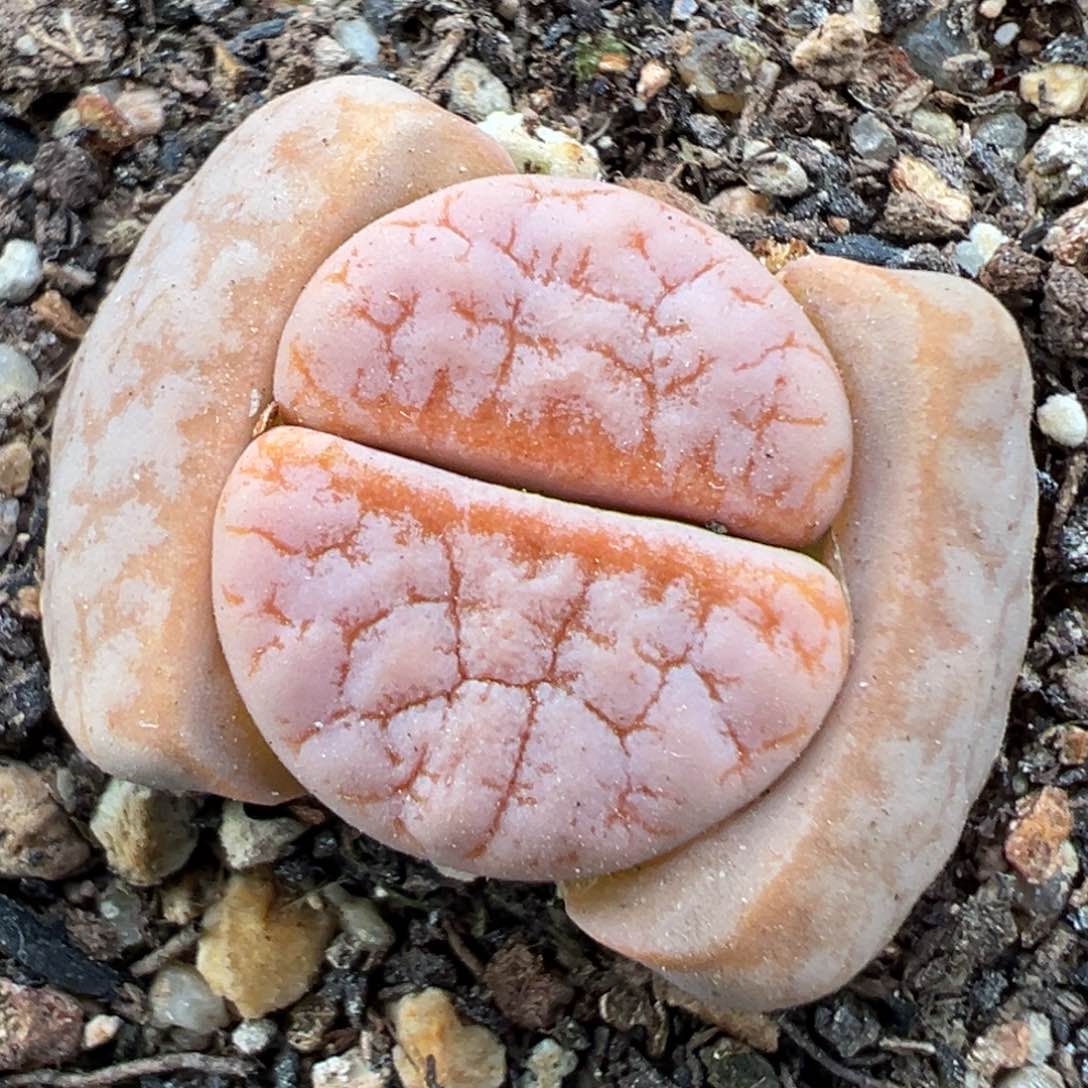 2.9好看的多肉175