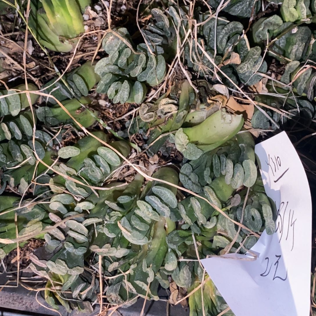 310 一颗实生小玉扇 超级福利