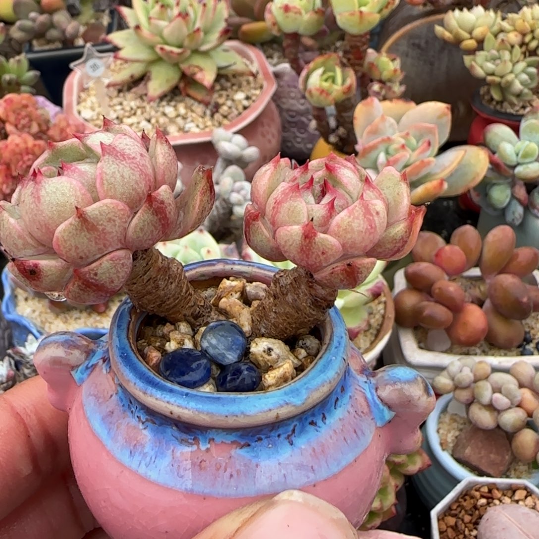 多肉植物黄金粉巴蒂斯老庄无