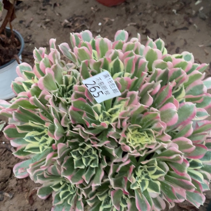 265白凤大绣球1号棚