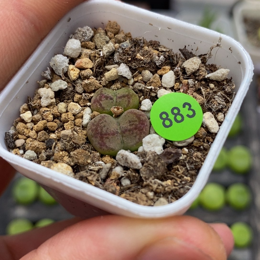 杂交多肉植物883