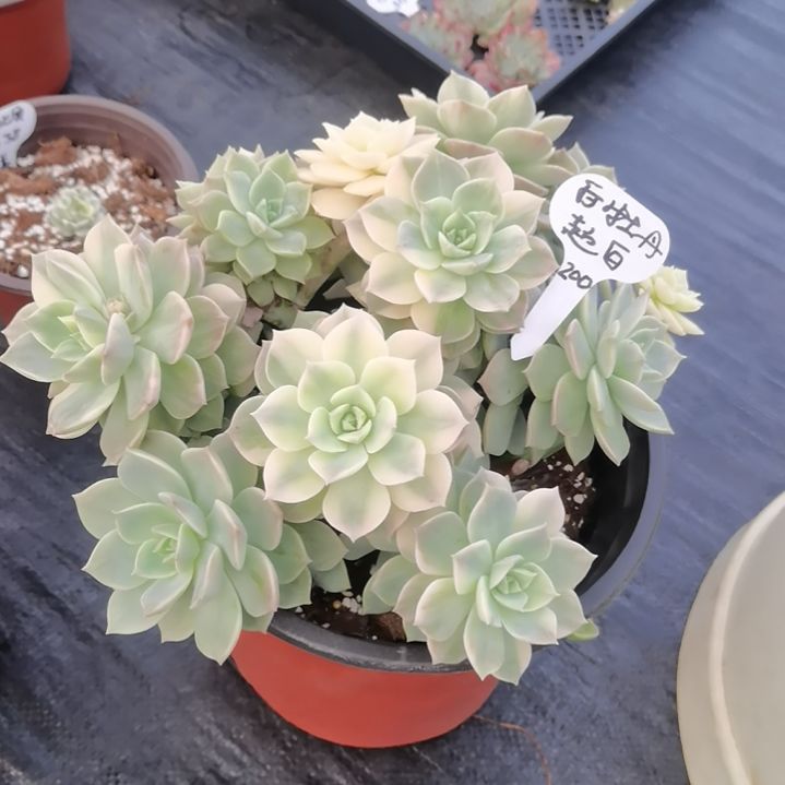 白牡丹超白锦（捌下来发货）