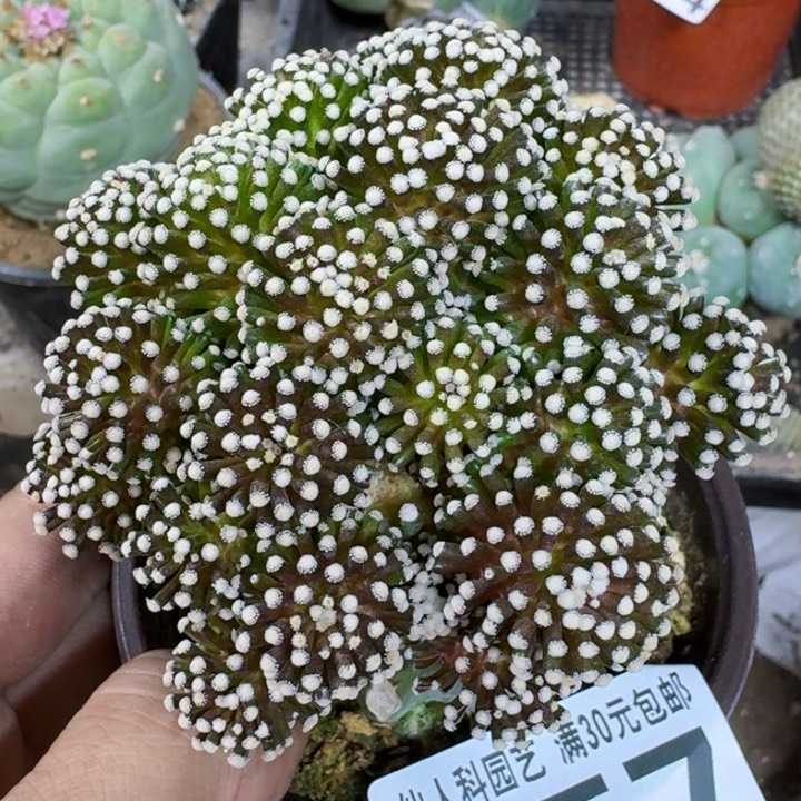 福利苗接松针057