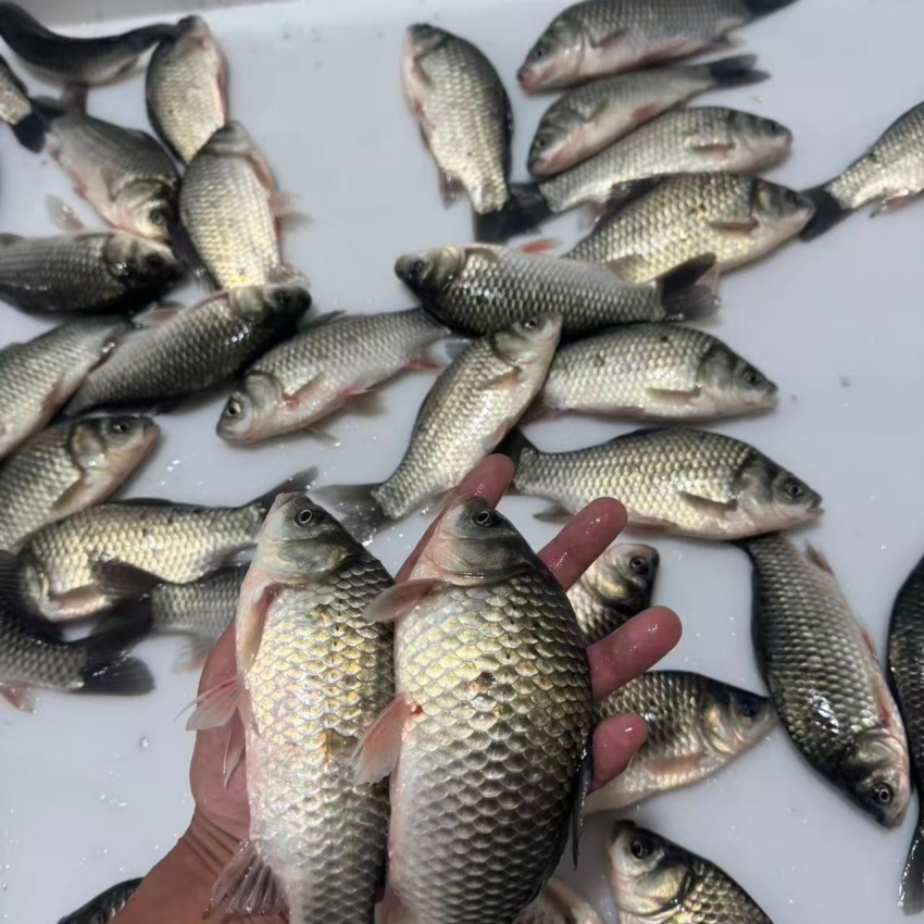 7斤一箱2-3两一条松花江野生鲫鱼冷水鱼淡水鲫鱼顺丰冷链发货
